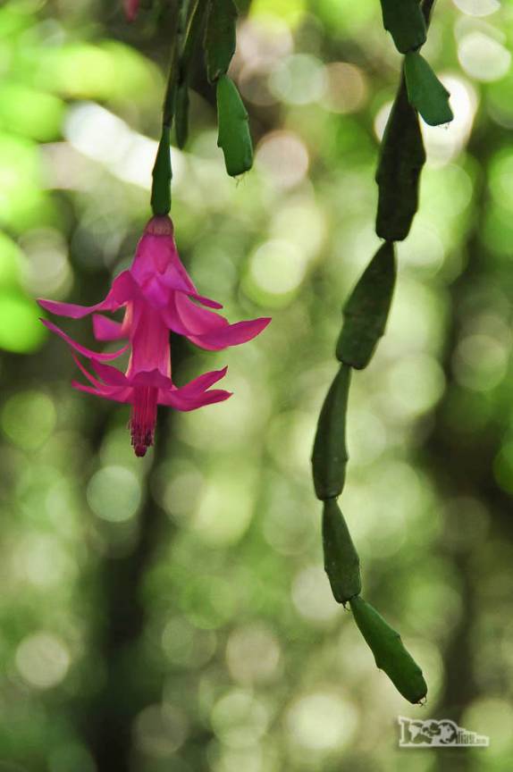 Uma bela e delicada orquídea no Vale da Luva, 2o dia de caminhada na travessia do Parque Nacional da Serra dos Órgãos, no Rio de Janeiro